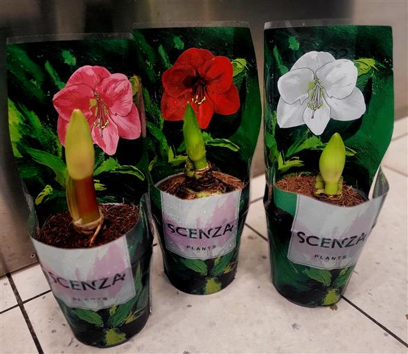 Amaryllis
