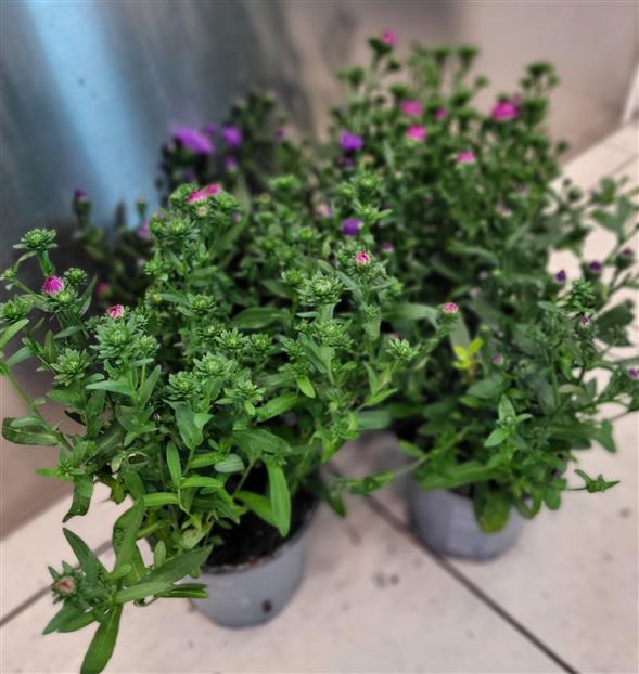 Asters