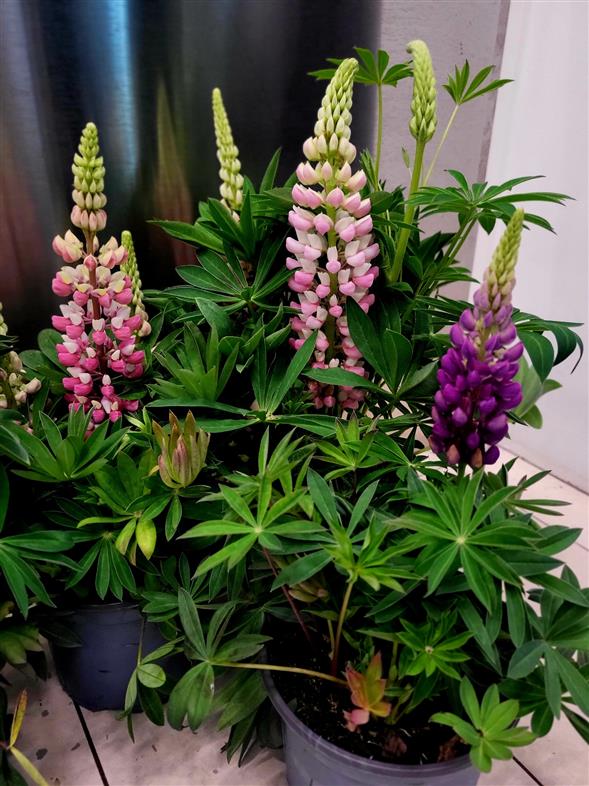 Lupin