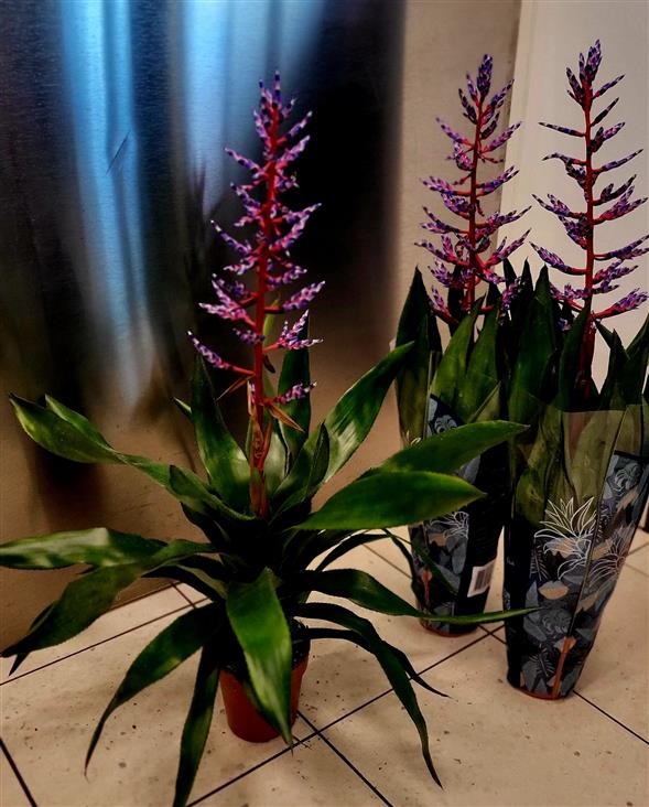 Bromelia