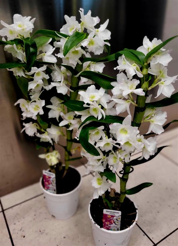 Dendrobium