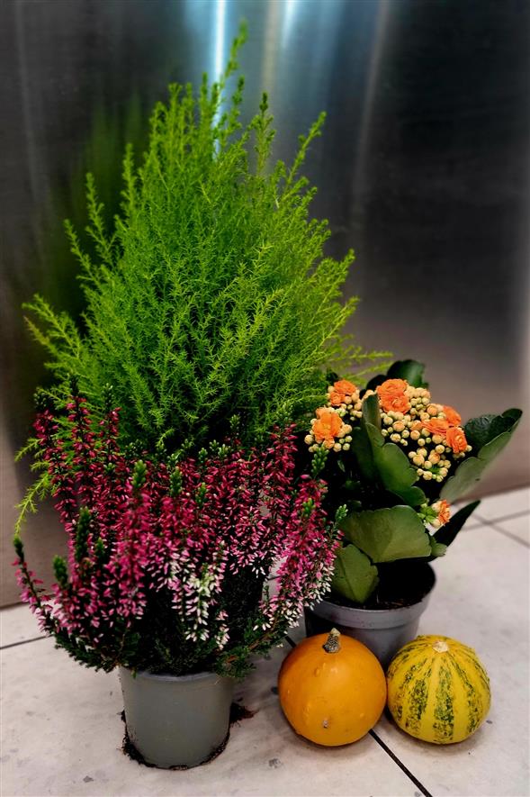 Udendørs efterårs planter