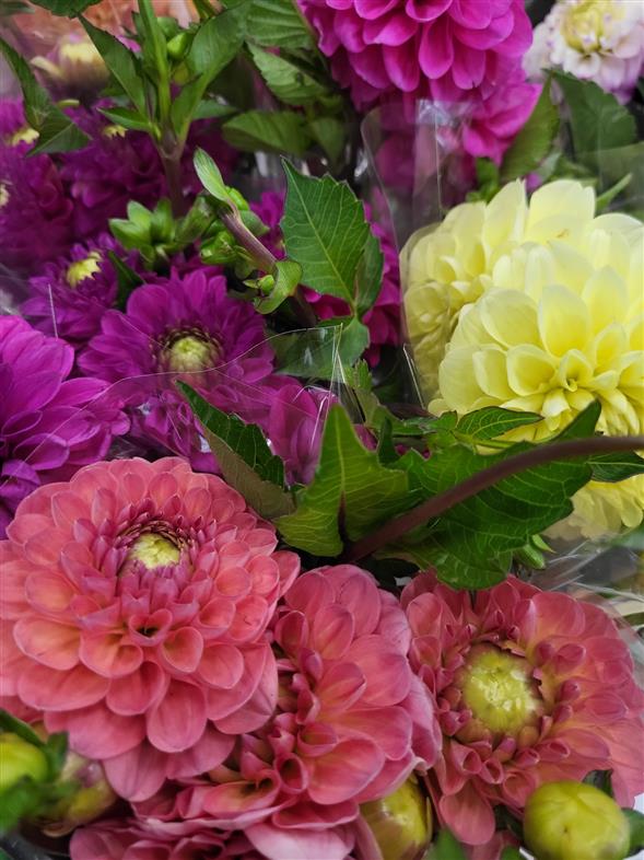 Dahlia