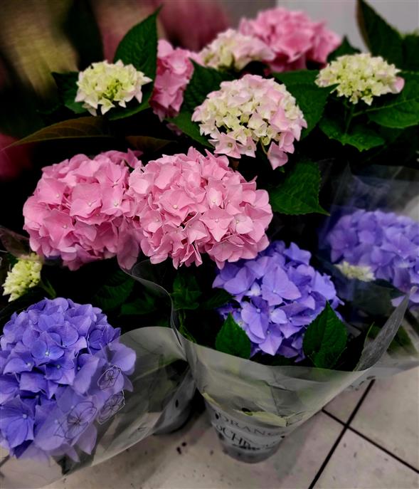 Hortensia
