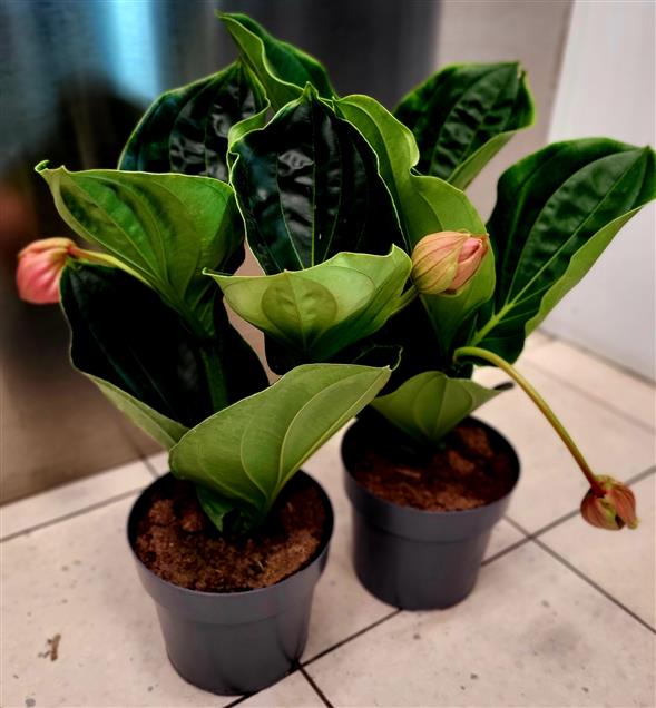 Medinilla