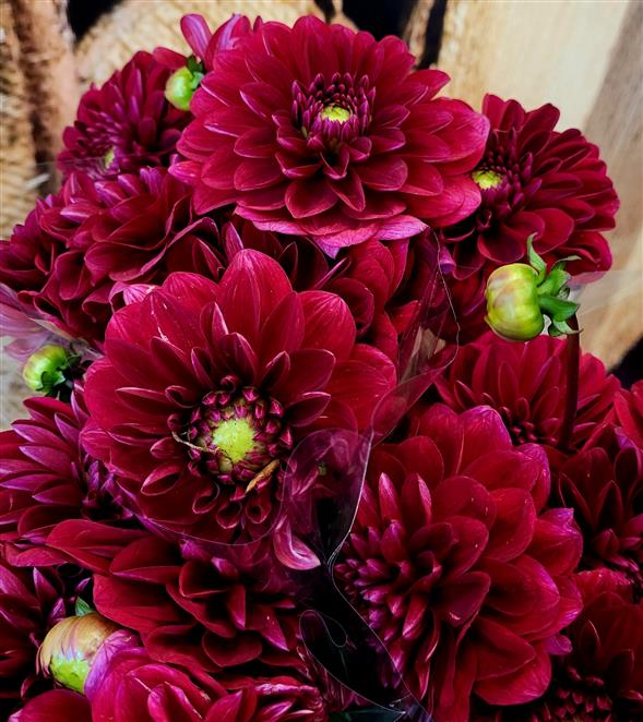 Dahlia