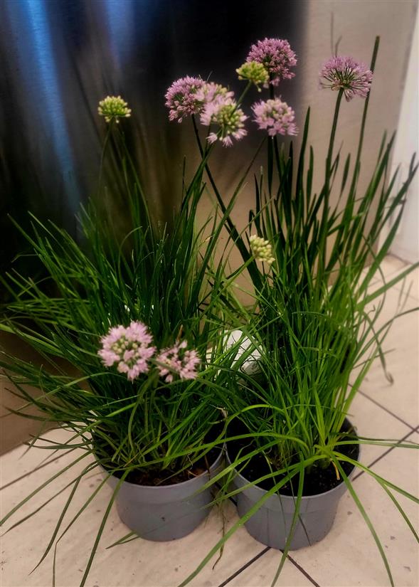 Alium