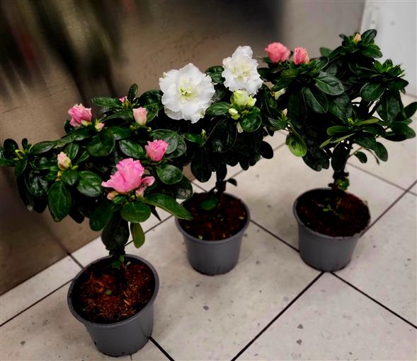 Azalea