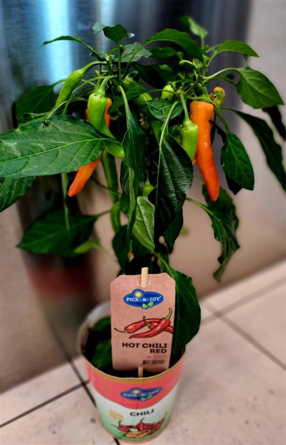 Chili plante