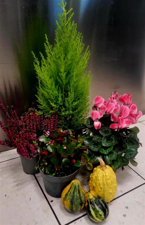 Efterårs planter