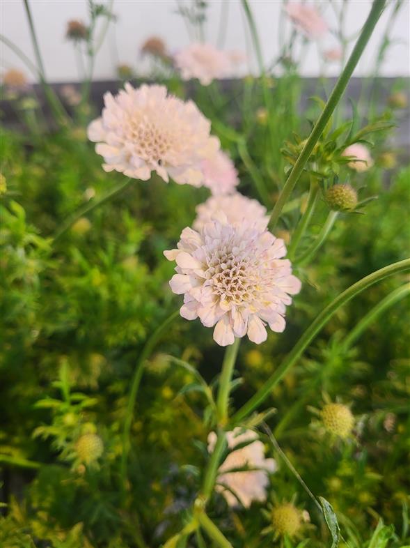 Scabiosa