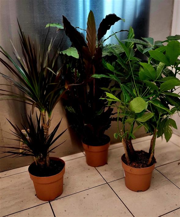 Store grønne stueplanter