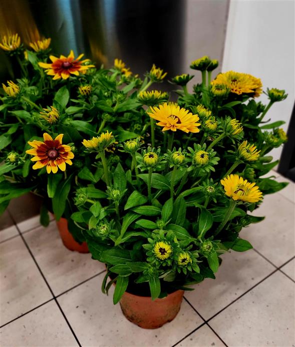 Sunbeckia