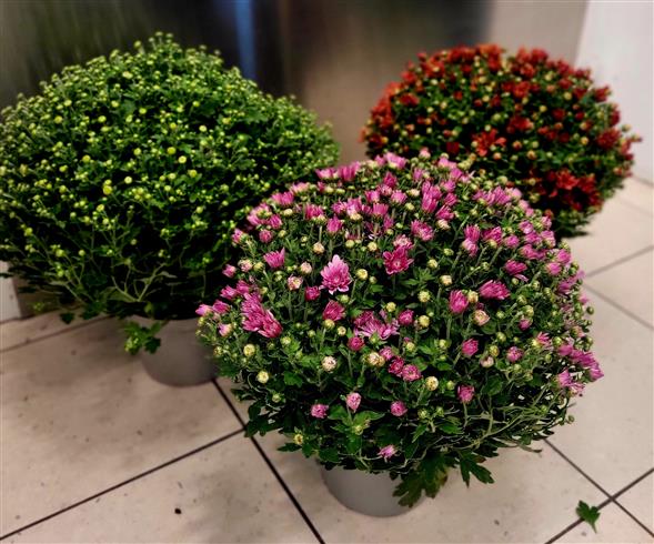 Chrysanthemum