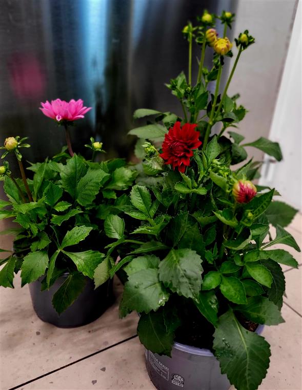 Dahlia