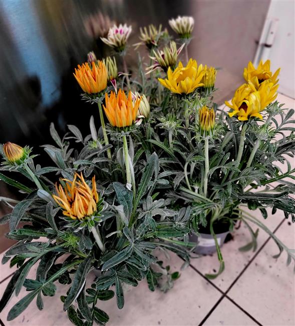 Gazania