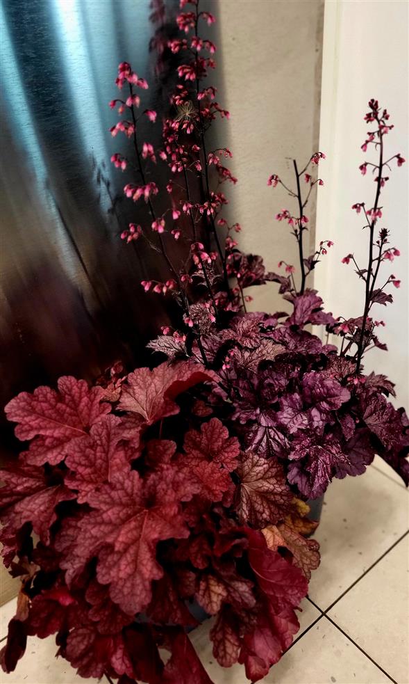 Heuchera