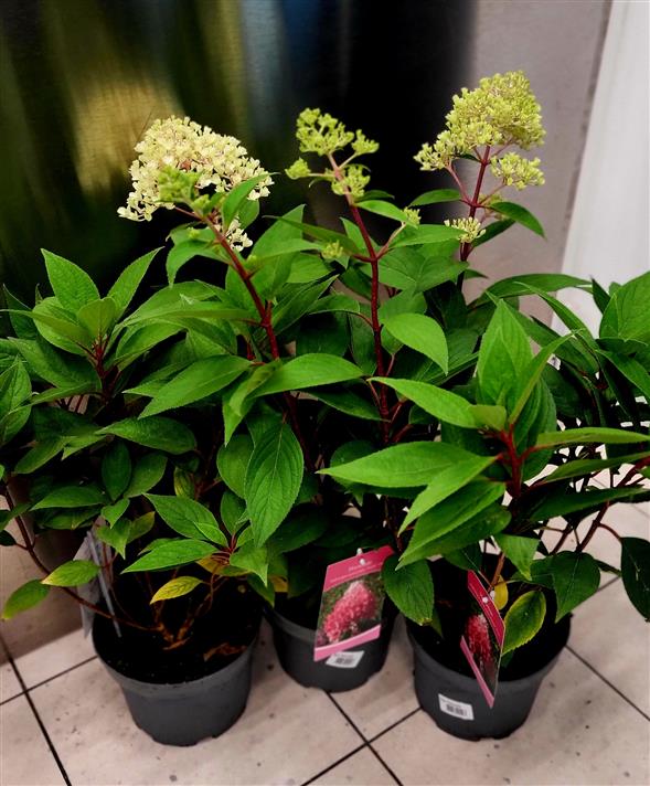 Syrenhortensia