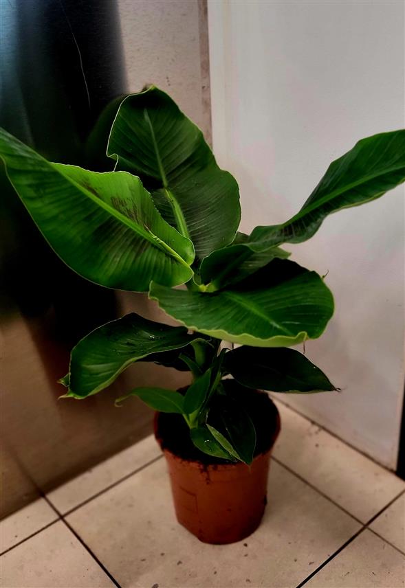 Bananpalme