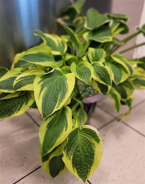 Hosta