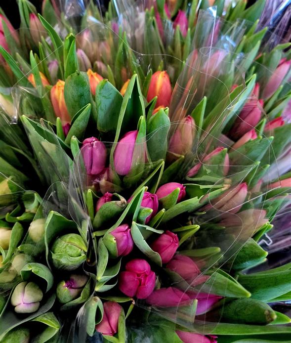 Tulipaner