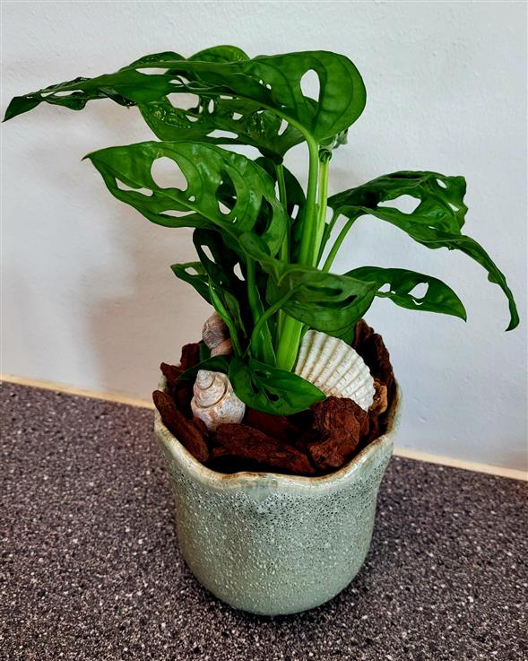 Monstera i potte