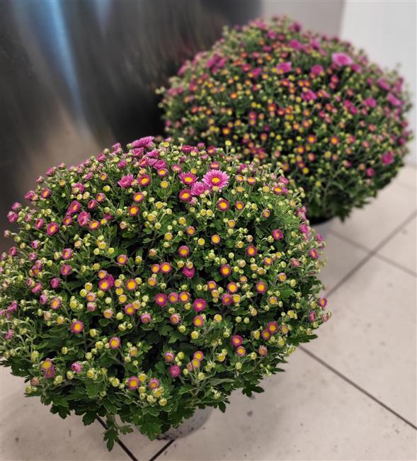 Chrysanthemum
