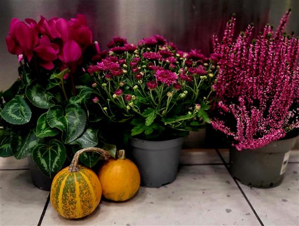 Efterårs planter