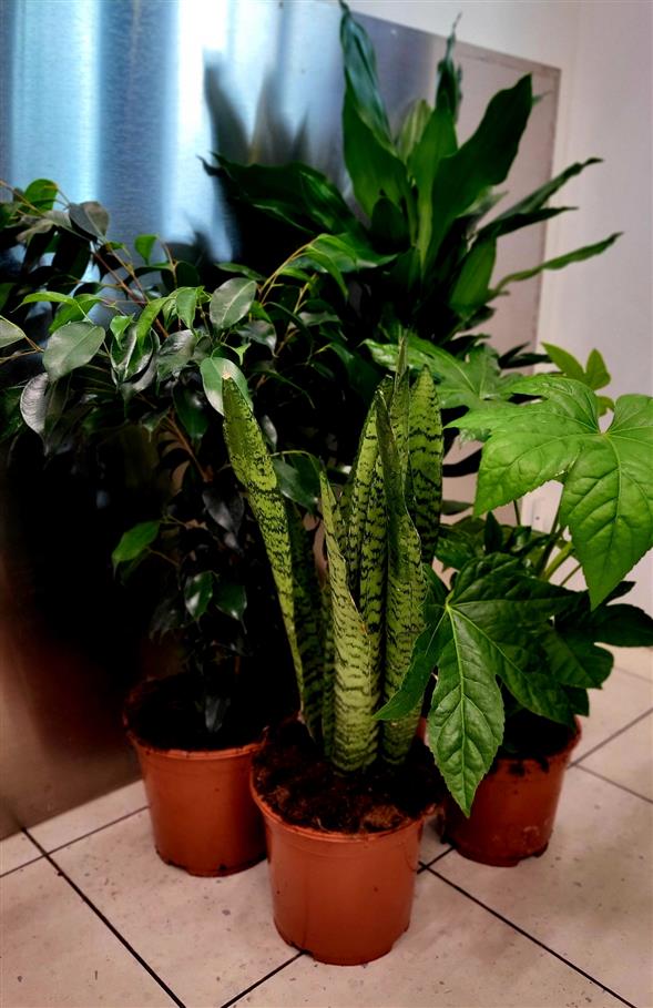 Store grønne planter