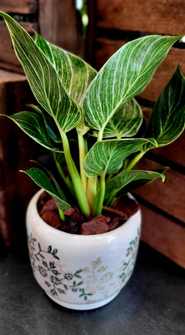 Plante i potte
