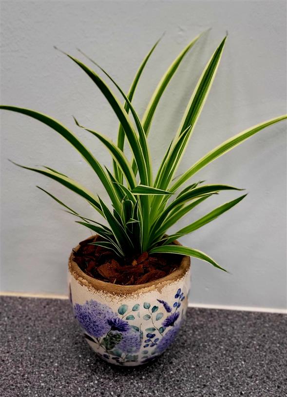 Væddeløber i potte