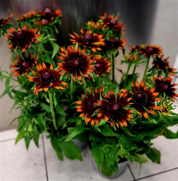 Rudbeckia