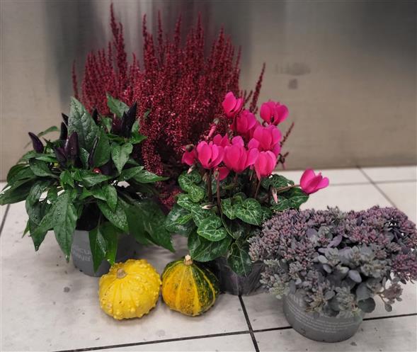 Udendørs planter