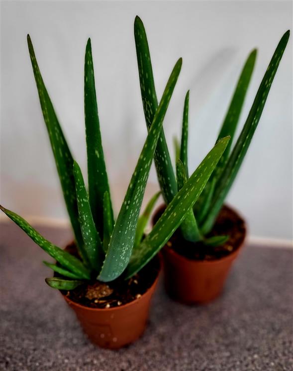 Aloe Vera