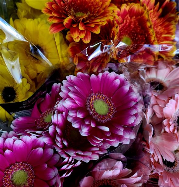 Gerbera
