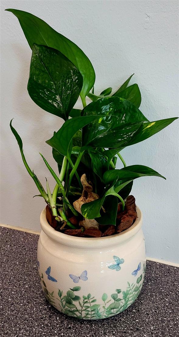 Grøn plante I potte