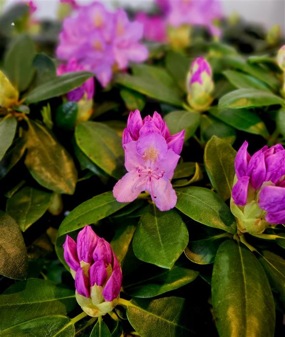Rhododendron
